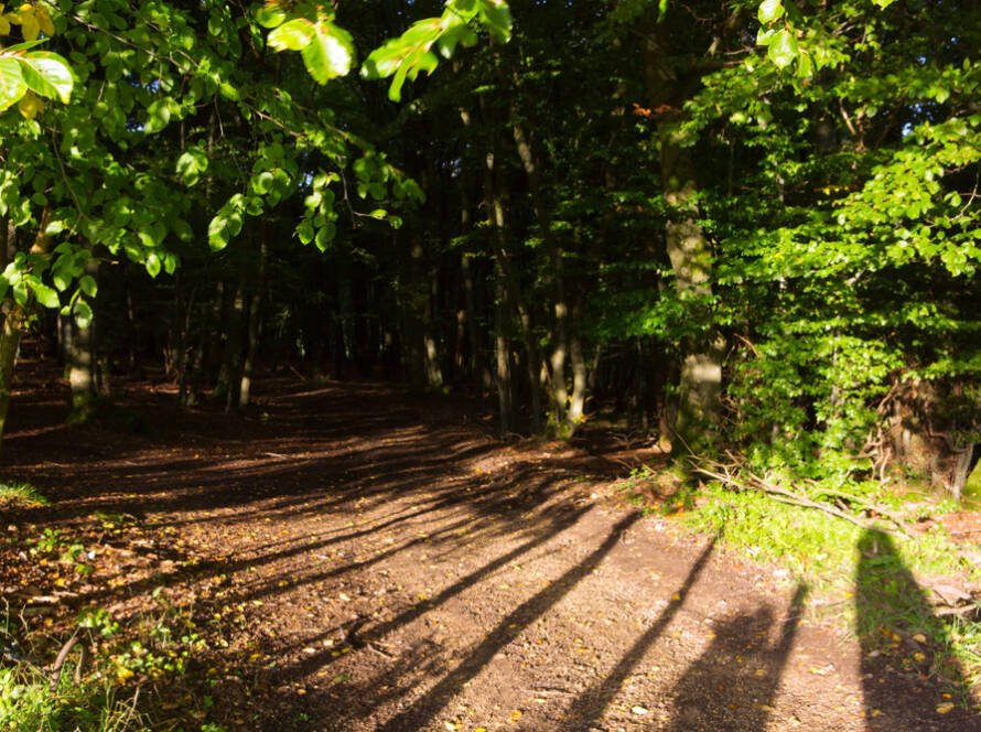 A path through a forest with sunlight coming through the trees
