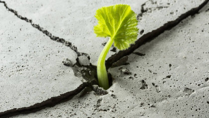 Green new plant growing through cracks in concrete