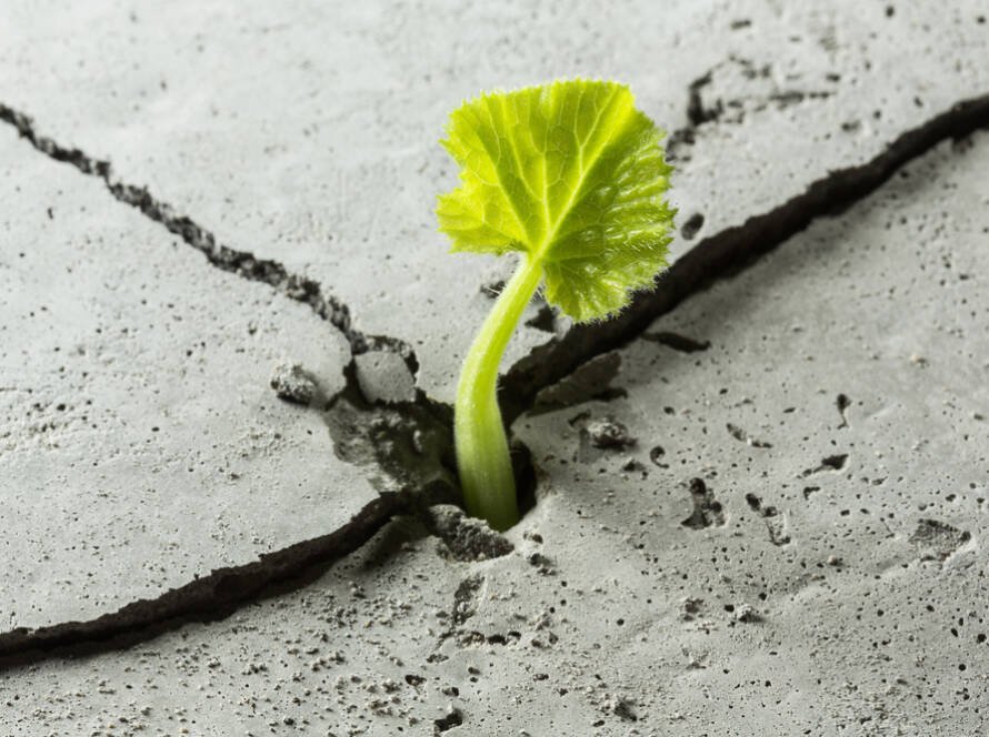 Green new plant growing through cracks in concrete