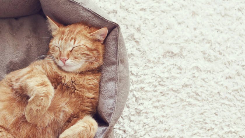 An orange cat laying on its back with its paws curled in a tan cat bed on cream carpet