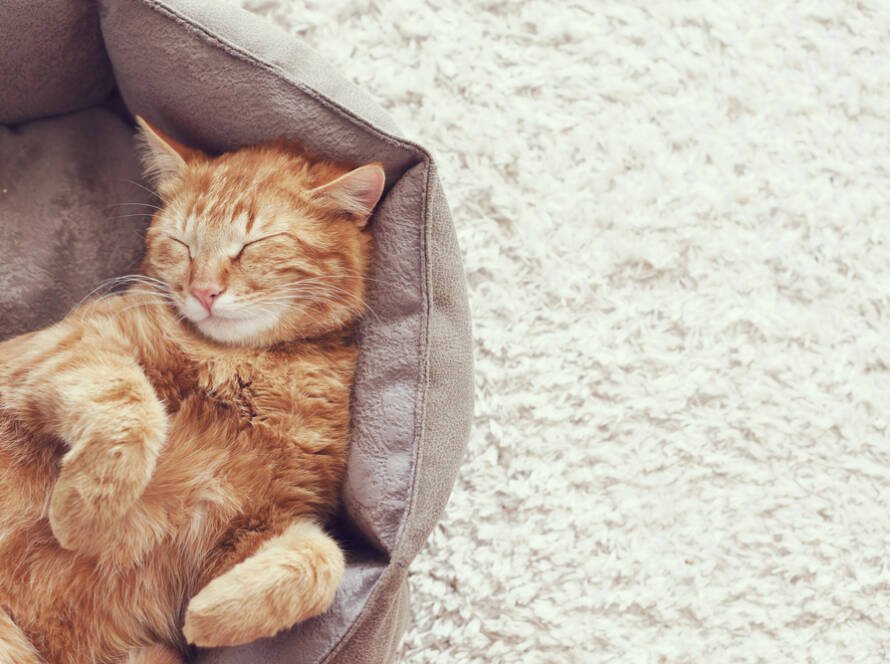 An orange cat laying on its back with its paws curled in a tan cat bed on cream carpet