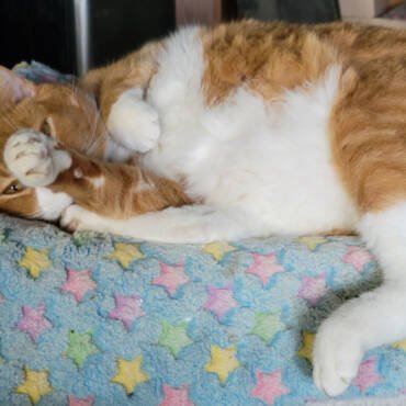 A picture of an orange and white cat laying down with its paw over its face on a blue blanket with pink and yellow stars