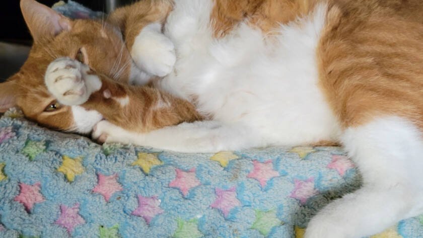 A picture of an orange and white cat laying down with its paw over its face on a blue blanket with pink and yellow stars