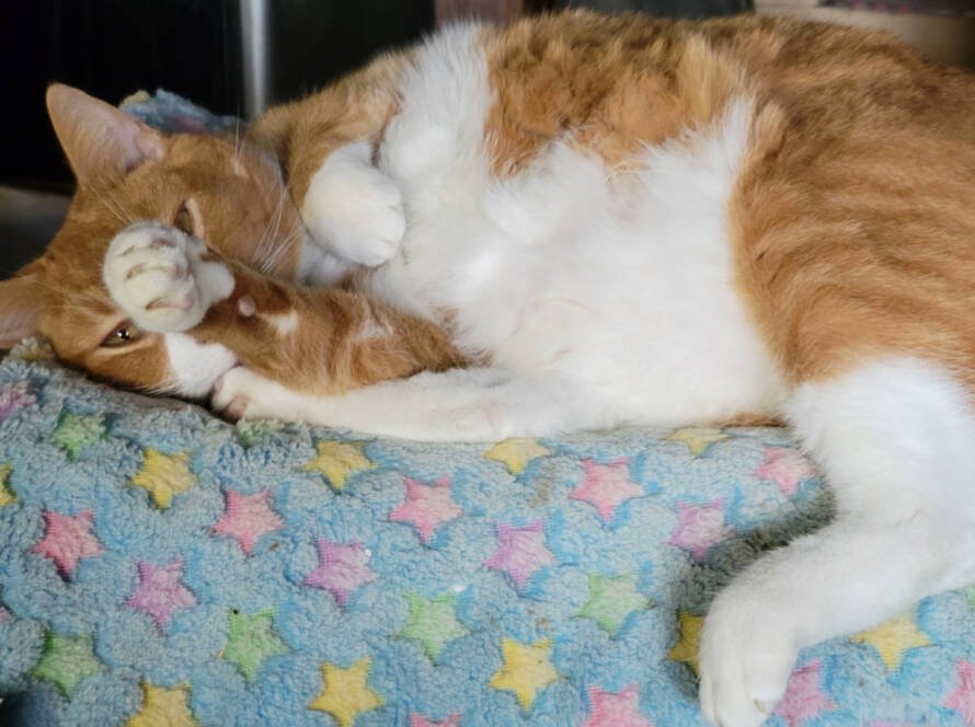 A picture of an orange and white cat laying down with its paw over its face on a blue blanket with pink and yellow stars